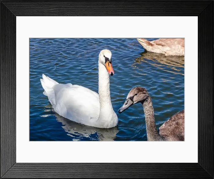 Framed Print : White and gray swan on dark water. One of them, gray swan, swims behind in a shallow river Framed Print : White and gray swan on dark water. One of them, gray swan, swims behind in a shallow river
