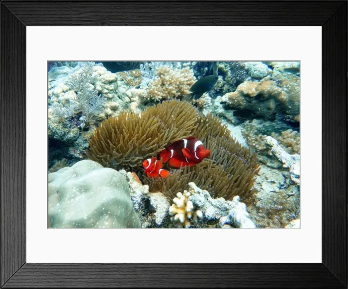 Framed Print : Indonesia Bangka - Clownfish and Sea Anemone - Amphiprioninae Framed Print : Indonesia Bangka - Clownfish and Sea Anemone - Amphiprioninae