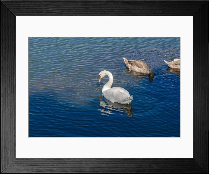 Framed Print : White and two gray swans on dark water. One of them, gray swan, dives for food in shallow river Framed Print : White and two gray swans on dark water. One of them, gray swan, dives for food in shallow river