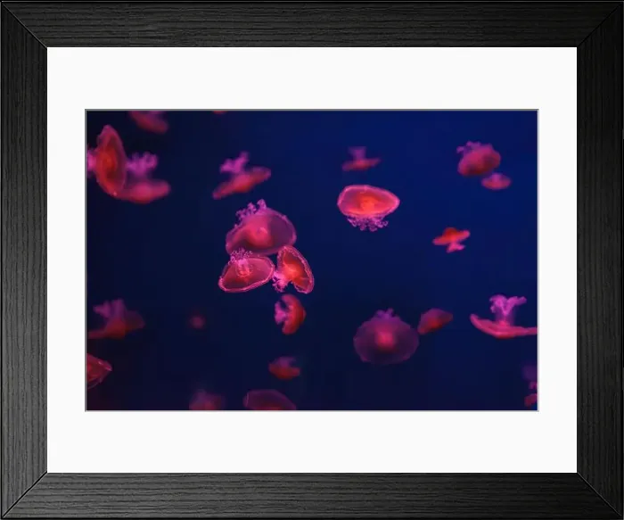 Framed Print : Mediterranean jellyfish Framed Print : Mediterranean jellyfish