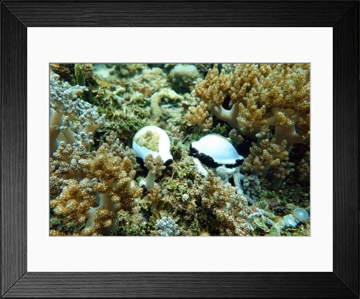 Framed Print : Indonesia Bangka - Marine life Common egg cowrie - sea snail - vula ovum Framed Print : Indonesia Bangka - Marine life Common egg cowrie - sea snail - vula ovum