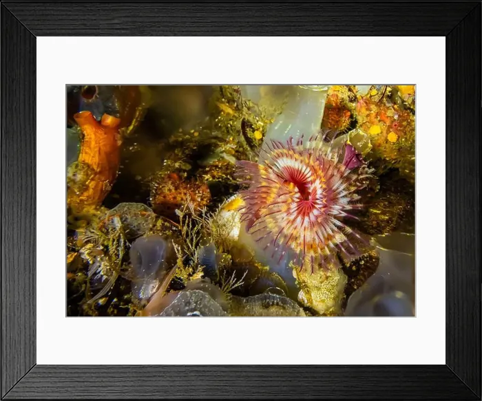 Framed Print : Red-trumpet Calcareous Tubeworm