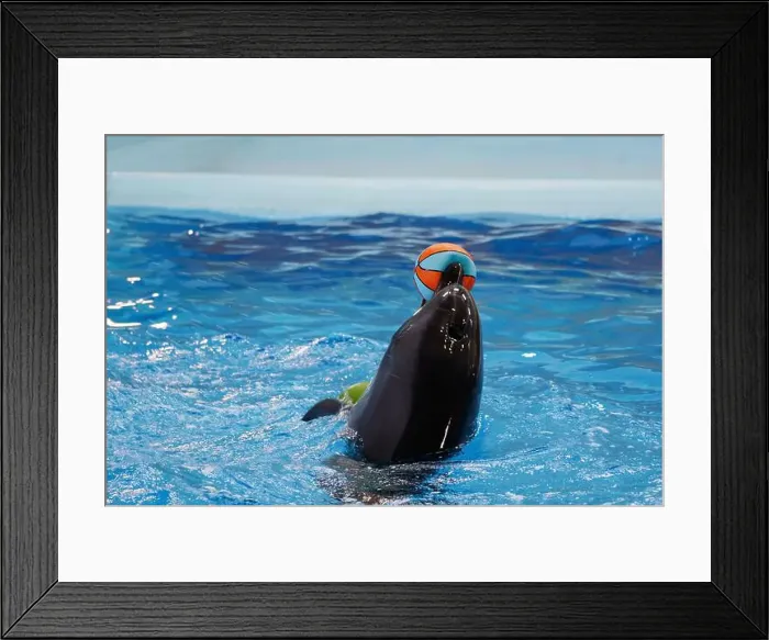 Framed Print : Playful Dolphin Balancing a Colorful Beach Ball in Clear Blue Water Framed Print : Playful Dolphin Balancing a Colorful Beach Ball in Clear Blue Water