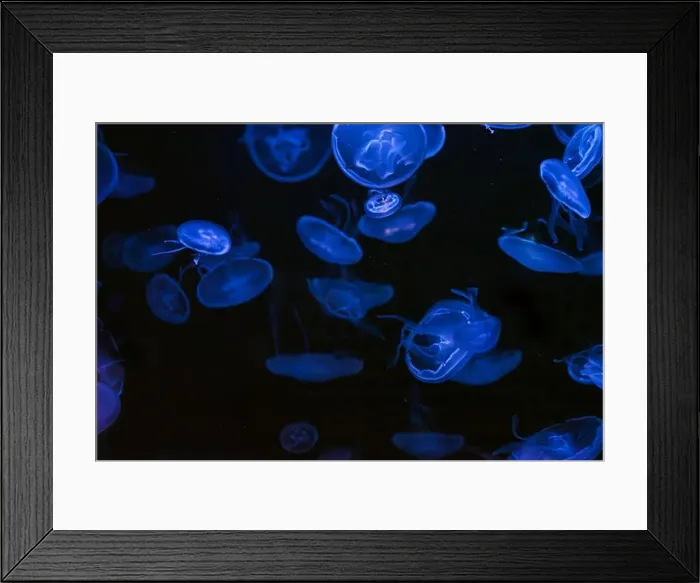 Framed Print : Group of fluorescent atlantic moon jellyfish swimming underwater aquarium pool with neon light Framed Print : Group of fluorescent atlantic moon jellyfish swimming underwater aquarium pool with neon light