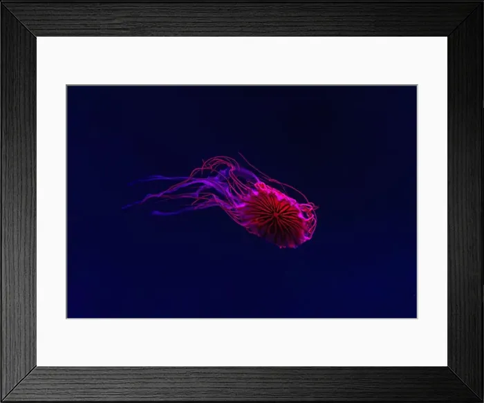 Framed Print : Fluorescent jellyfish swimming underwater aquarium pool with red neon light Framed Print : Fluorescent jellyfish swimming underwater aquarium pool with red neon light