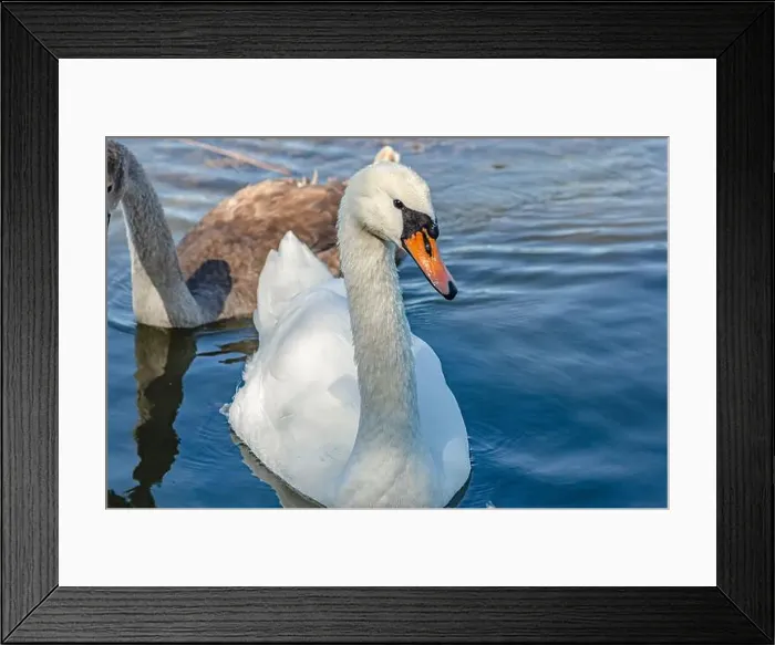 Framed Print : White and gray swan on dark water. One of them, gray swan, swims behind in a shallow river Framed Print : White and gray swan on dark water. One of them, gray swan, swims behind in a shallow river