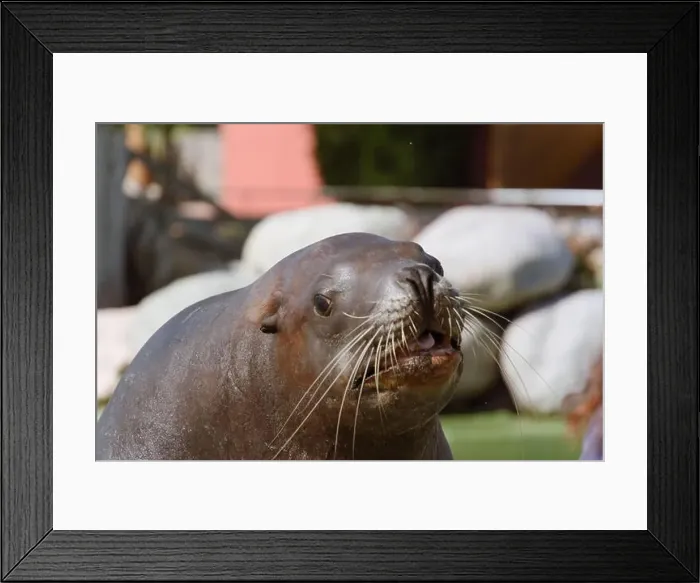 Framed Print : Close-Up of a Steller Sea Lion Framed Print : Close-Up of a Steller Sea Lion
