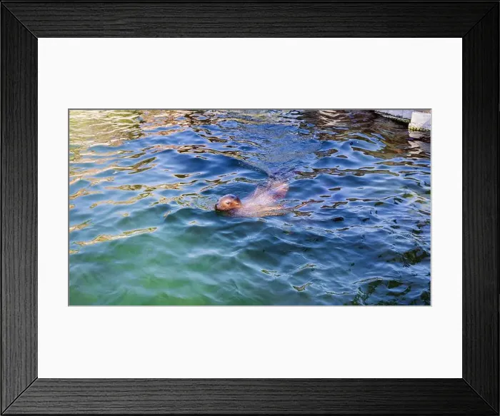 Framed Print : The seal is swimming in the water. High quality photo Framed Print : The seal is swimming in the water. High quality photo