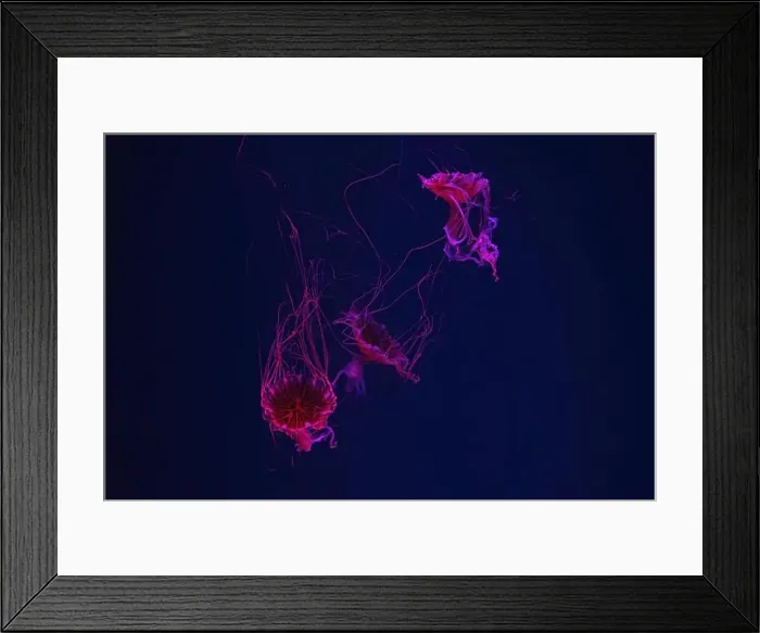 Framed Print : Group of jellyfish swimming underwater aquarium pool with red neon light Framed Print : Group of jellyfish swimming underwater aquarium pool with red neon light