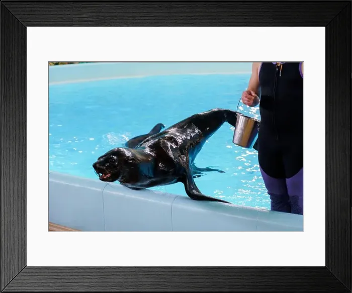 Framed Print : Playful Sea Lion Interacting with Trainer at Marine Park