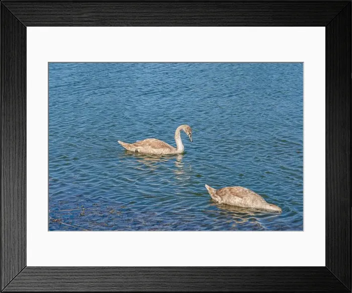 Framed Print : Two swans on dark water. One of them, gray swan dives in search of food in shallow, clear river Framed Print : Two swans on dark water. One of them, gray swan dives in search of food in shallow, clear river
