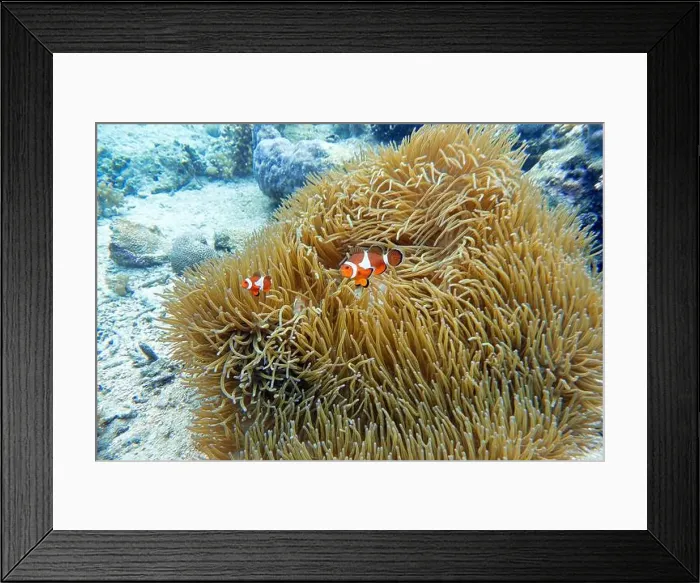 Framed Print : Indonesia Bangka - Clownfish and Sea Anemone - Amphiprioninae Framed Print : Indonesia Bangka - Clownfish and Sea Anemone - Amphiprioninae