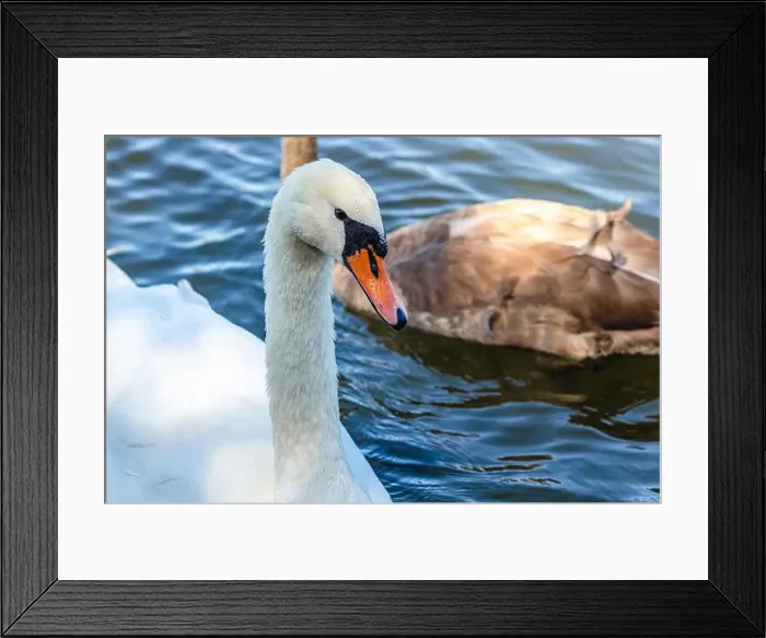 Framed Print : White and gray swan on dark water. One of them, gray swan, swims behind in a shallow river Framed Print : White and gray swan on dark water. One of them, gray swan, swims behind in a shallow river
