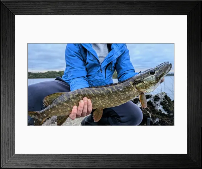 Framed Print : Fisherman holding big Northern pike freshwater fish caught in Ross lake Framed Print : Fisherman holding big Northern pike freshwater fish caught in Ross lake