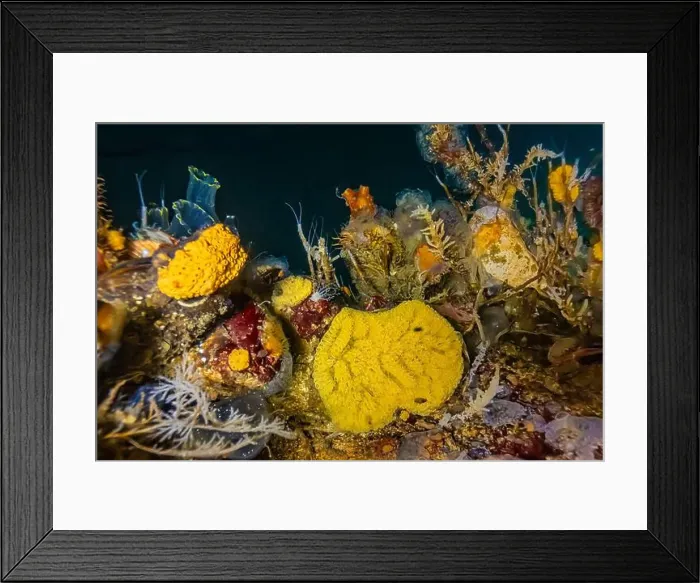 Framed Print : Chain Tunicate, Botrylloides violaceus, with other life forms in Edmonds Marina on Puget Sound, Washington State, USA Framed Print : Chain Tunicate, Botrylloides violaceus, with other life forms in Edmonds Marina on Puget Sound, Washington State, USA