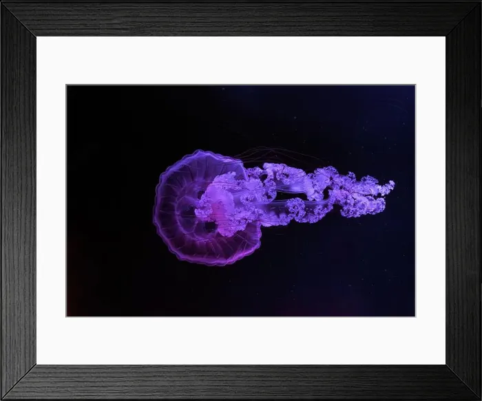 Framed Print : Two Jellifish South american sea nettle Framed Print : Two Jellifish South american sea nettle