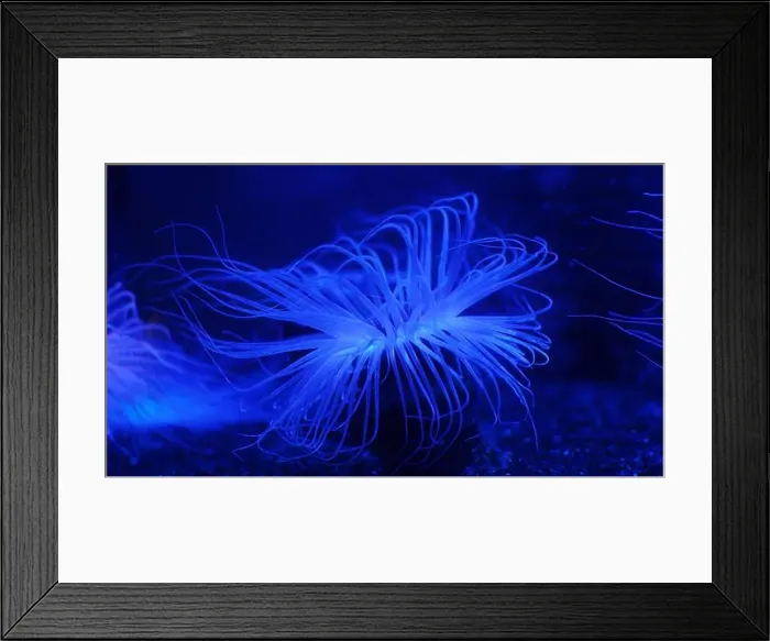Framed Print : Close-Up of a Vibrant Blue Sea Anemone Framed Print : Close-Up of a Vibrant Blue Sea Anemone