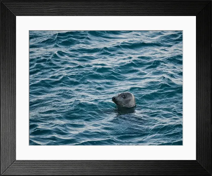 Framed Print : Wild seal floating on rippling seawater in daytime Framed Print : Wild seal floating on rippling seawater in daytime
