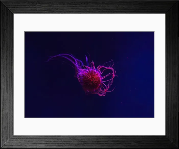 Framed Print : Fluorescent jellyfish swimming underwater aquarium pool with red neon light Framed Print : Fluorescent jellyfish swimming underwater aquarium pool with red neon light