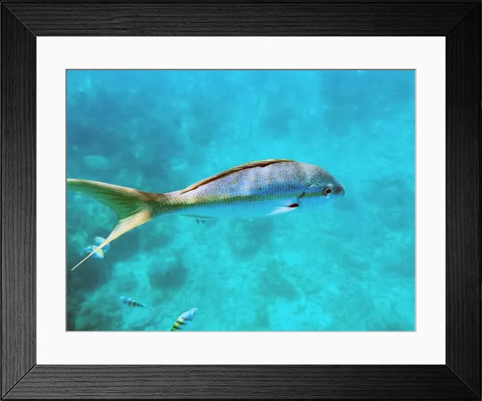 Framed Print : A vibrant tropical fish glides through the clear Framed Print : A vibrant tropical fish glides through the clear
