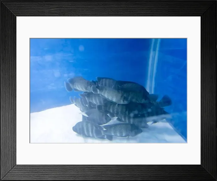 Framed Print : bunch of fish in clear blue water from different angle Framed Print : bunch of fish in clear blue water from different angle