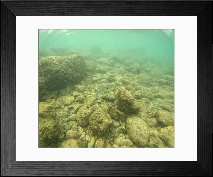 Framed Print : Under water at Poipu beach in Kauai, Hawaii, USA Framed Print : Under water at Poipu beach in Kauai, Hawaii, USA