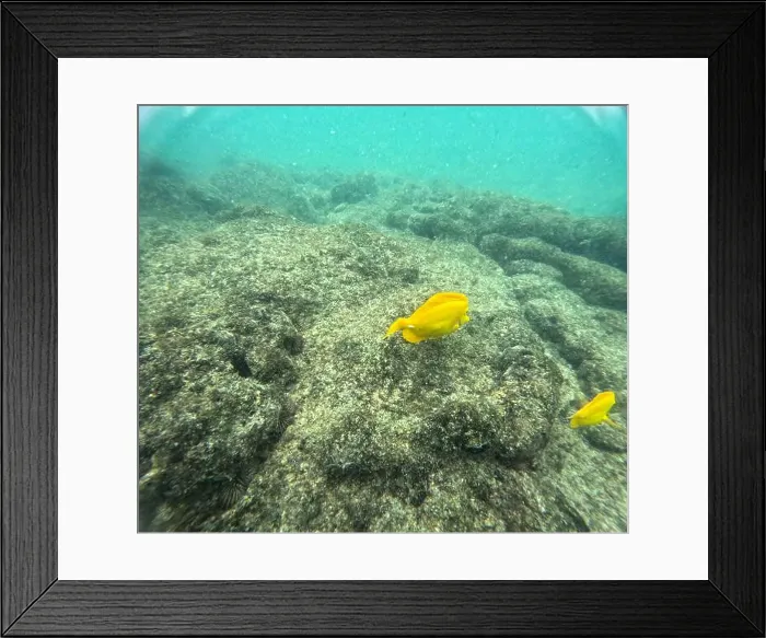 Framed Print : Shallow sea, big stones with fish Framed Print : Shallow sea, big stones with fish