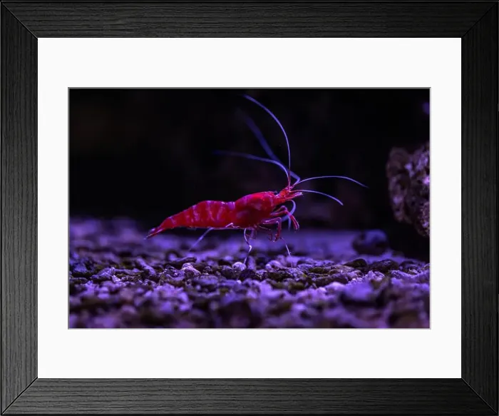 Framed Print : Small fish in an aquarium in captivity Framed Print : Small fish in an aquarium in captivity