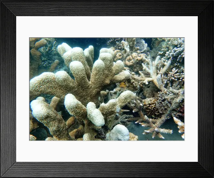 Framed Print : Indonesia Lembeh - Marine life Coral reef with Dwarf pufferfish Framed Print : Indonesia Lembeh - Marine life Coral reef with Dwarf pufferfish