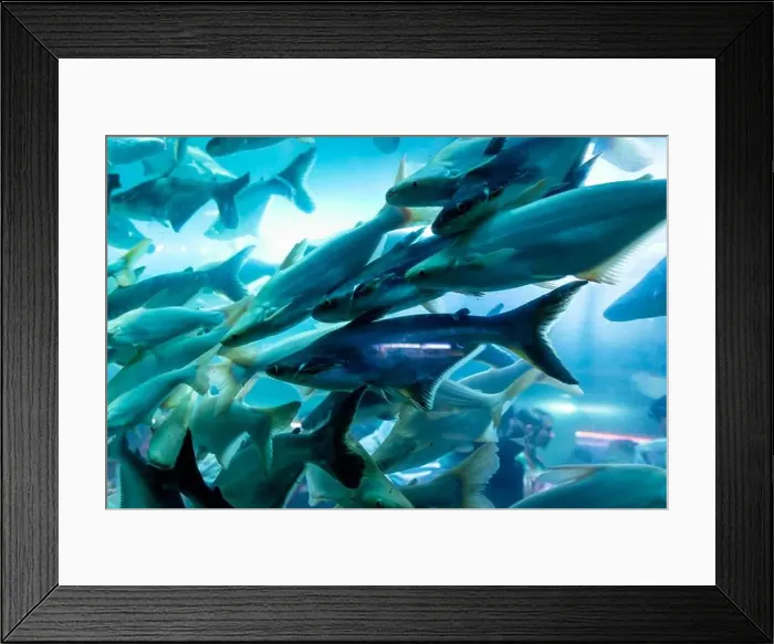Framed Print : bunch of fish in clear blue water from different angle Framed Print : bunch of fish in clear blue water from different angle