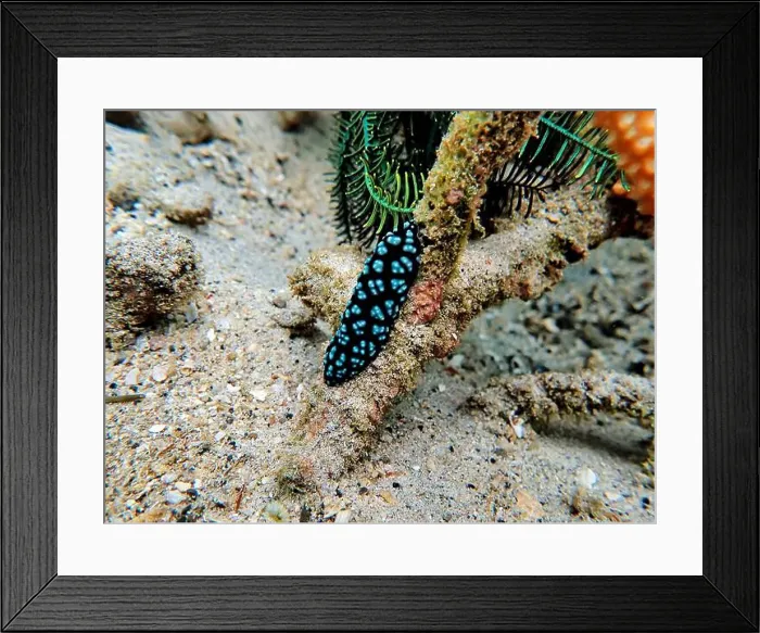 Framed Print : Indonesia Lembeh - Marine life Coral reef with Nudibranch - Sea slug - Phyllidiella pustulosa Framed Print : Indonesia Lembeh - Marine life Coral reef with Nudibranch - Sea slug - Phyllidiella pustulosa