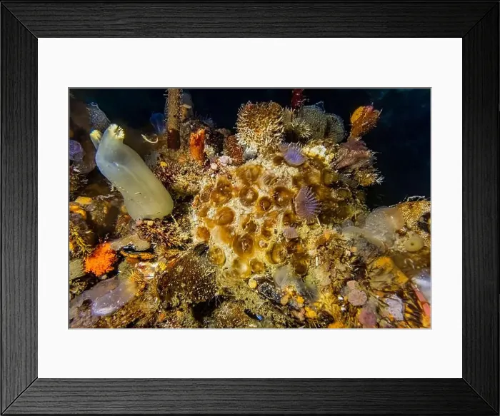 Framed Print : Slime Tube Worm, Myxicola infundibulume