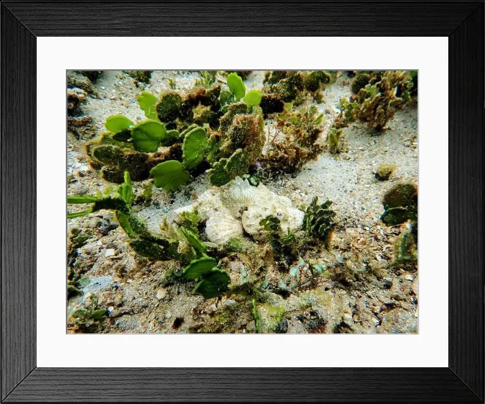 Framed Print : Indonesia Lembeh - Marine life Coral reef with Scorpionfish - Scorpaenidae Framed Print : Indonesia Lembeh - Marine life Coral reef with Scorpionfish - Scorpaenidae