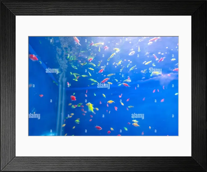 Framed Print : bunch of fish in clear blue water from different angle Framed Print : bunch of fish in clear blue water from different angle