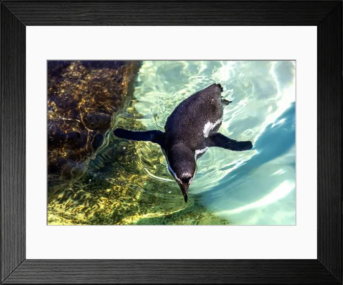 Framed Print : Cute penguin swimming in water. High quality photo Framed Print : Cute penguin swimming in water. High quality photo