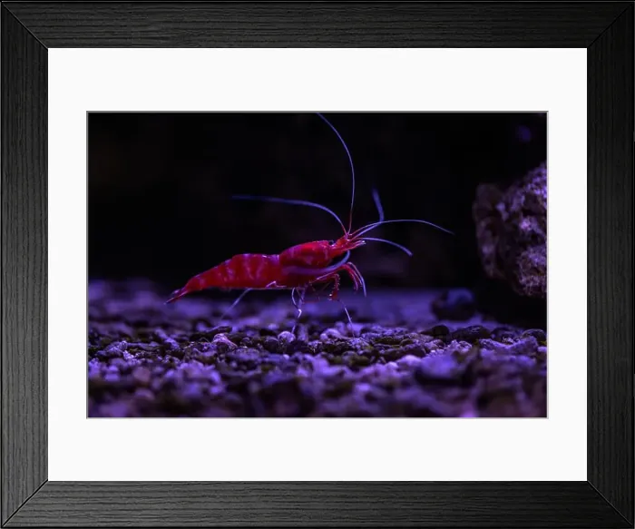 Framed Print : Small fish in an aquarium in captivity Framed Print : Small fish in an aquarium in captivity