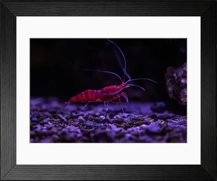 Framed Print : Small fish in an aquarium in captivity Framed Print : Small fish in an aquarium in captivity