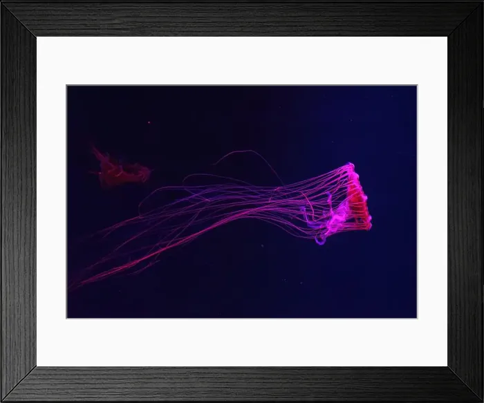 Framed Print : Fluorescent jellyfish swimming underwater aquarium pool with red neon light Framed Print : Fluorescent jellyfish swimming underwater aquarium pool with red neon light