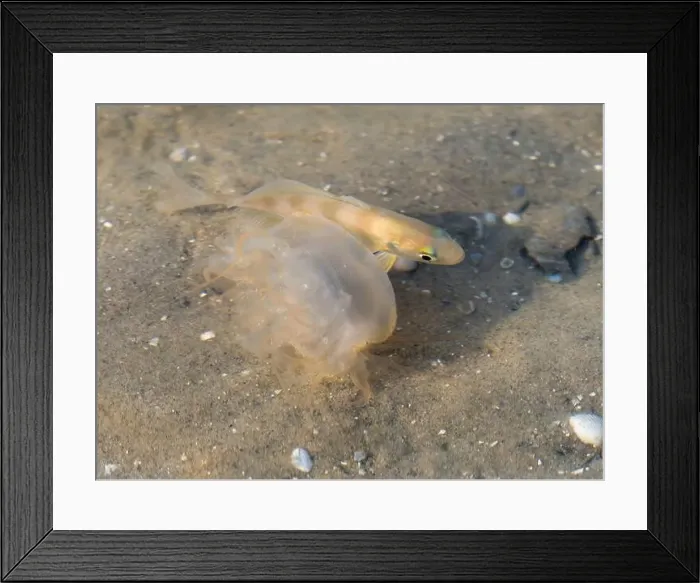 Framed Print : Juvenile Banded Drum (Larimus fasciatus) following small atlantic net jellyfish in shallow water Framed Print : Juvenile Banded Drum (Larimus fasciatus) following small atlantic net jellyfish in shallow water