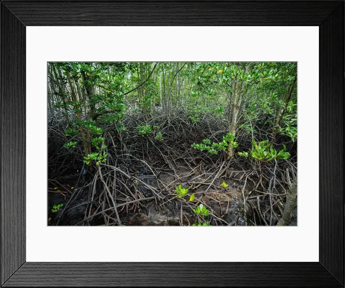 Framed Print : Dense mangrove roots in coastal wetland Framed Print : Dense mangrove roots in coastal wetland