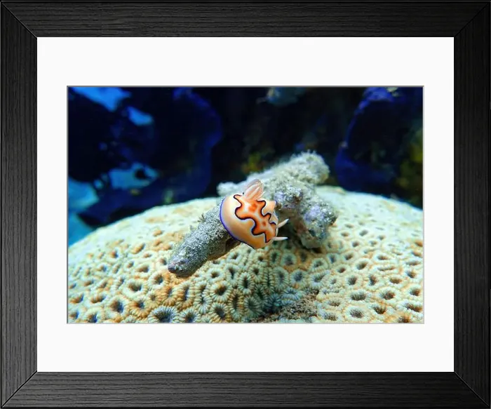 Framed Print : Indonesia Lembeh - Marine life Coral reef with Nudibranch - Sea slug - Goniobranchus coi Framed Print : Indonesia Lembeh - Marine life Coral reef with Nudibranch - Sea slug - Goniobranchus coi