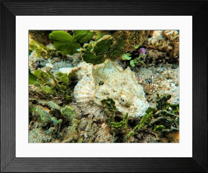 Framed Print : Indonesia Lembeh - Marine life Coral reef with Scorpionfish - Scorpaenidae Framed Print : Indonesia Lembeh - Marine life Coral reef with Scorpionfish - Scorpaenidae