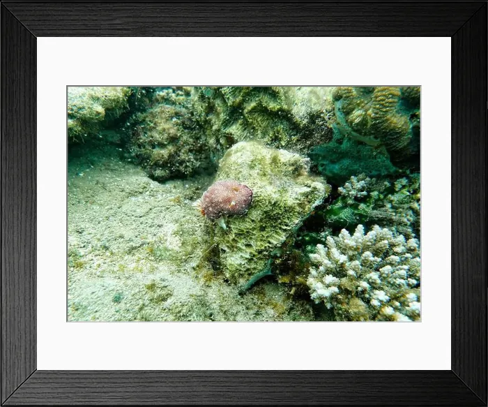 Framed Print : Indonesia Lembeh - Marine life Coral reef with Nudibranch - Sea slug - Goniobranchus reticulatus