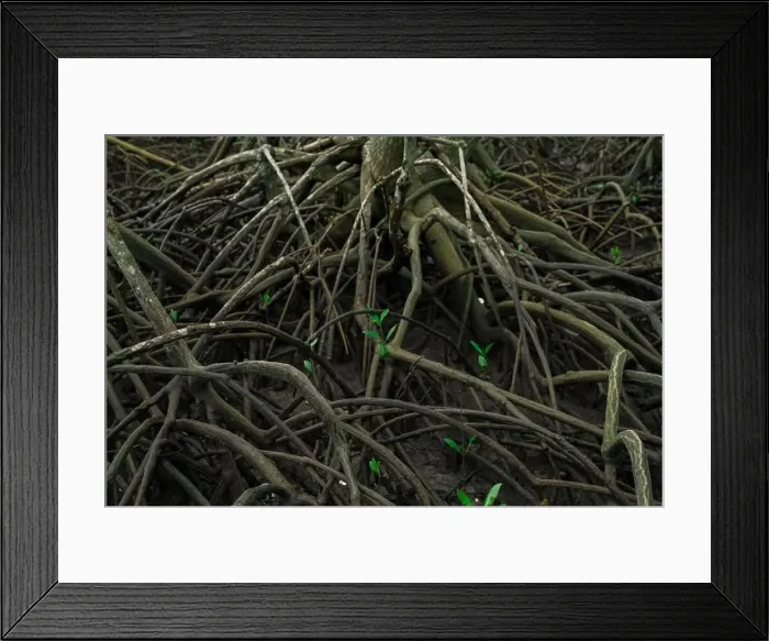 Framed Print : Tangled mangrove roots in lush green swamp forest Framed Print : Tangled mangrove roots in lush green swamp forest