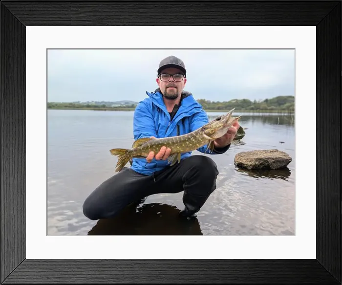 Framed Print : Northern pike freshwater fish caught in Ballyquirke lough