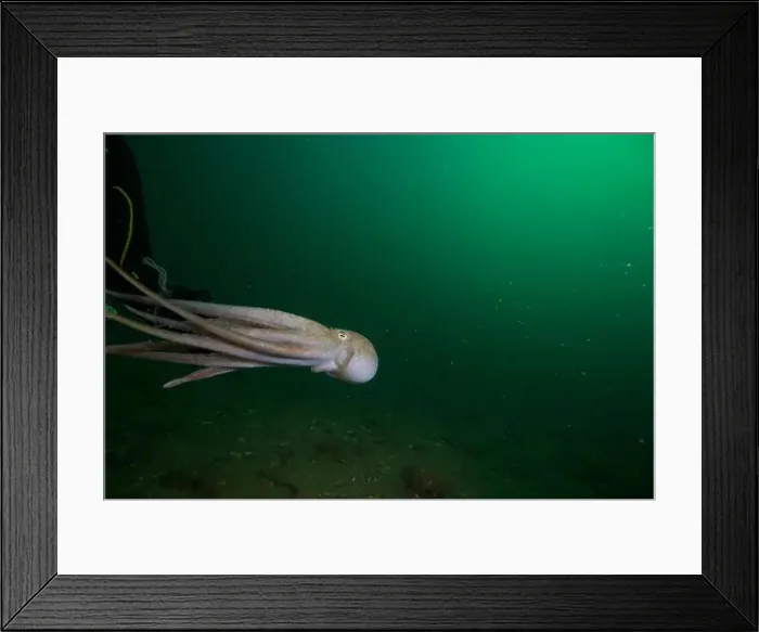 Framed Print : Scuba diver encounter with octopus Framed Print : Scuba diver encounter with octopus