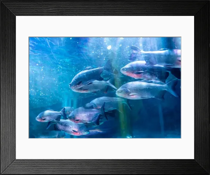 Framed Print : bunch of fish in clear blue water from different angle Framed Print : bunch of fish in clear blue water from different angle