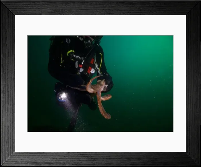 Framed Print : Scuba diver encounter with octopus Framed Print : Scuba diver encounter with octopus