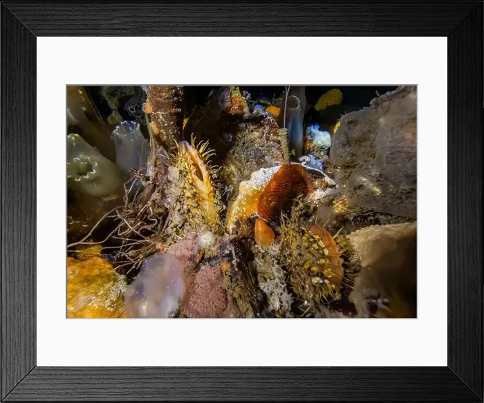 Framed Print : Northern Horsemussel, Modiolus modiolus Framed Print : Northern Horsemussel, Modiolus modiolus