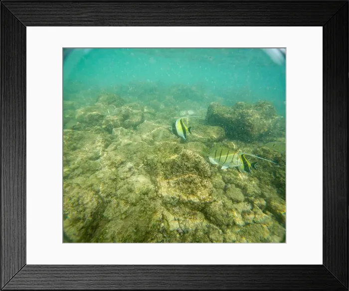 Framed Print : Under water at Poipu beach in Kauai, Hawaii, USA Framed Print : Under water at Poipu beach in Kauai, Hawaii, USA